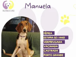 Cachorro raça SRD-ViraLata idade 1 ano nome Manuela 