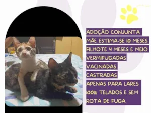 Gato raça SRD-ViraLata idade 7 a 11 meses nome Minnie e Maya
