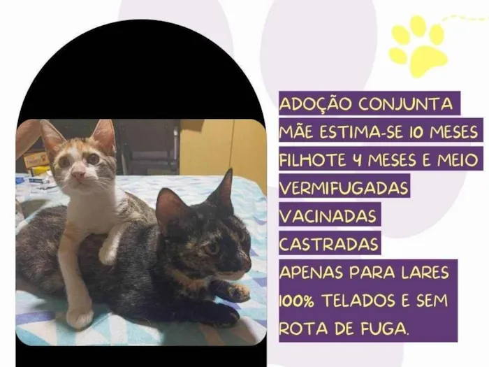 Gato ra a SRD-ViraLata idade 7 a 11 meses nome Minnie e Maya