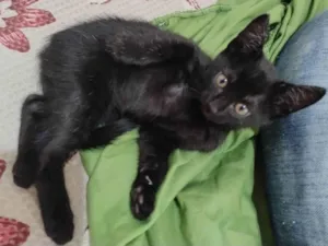 Gato raça SRD-ViraLata idade 2 a 6 meses nome Anakin