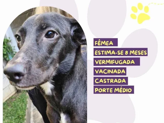 Cachorro ra a SRD-ViraLata idade 7 a 11 meses nome Amora