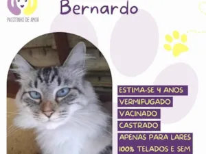 Gato raça SRD-ViraLata idade 4 anos nome Bernardo 