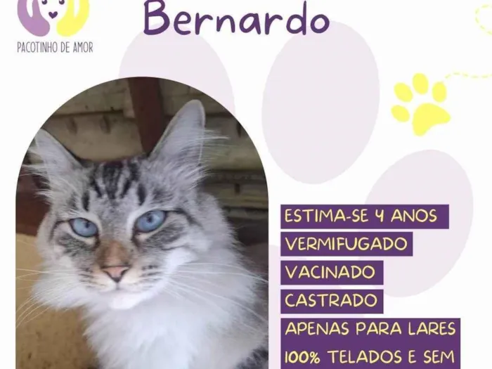 Gato ra a SRD-ViraLata idade 4 anos nome Bernardo 