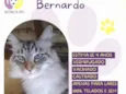 Bernardo