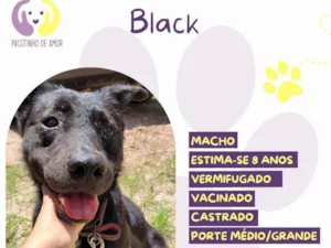 Cachorro raça SRD-ViraLata idade 6 ou mais anos nome Black