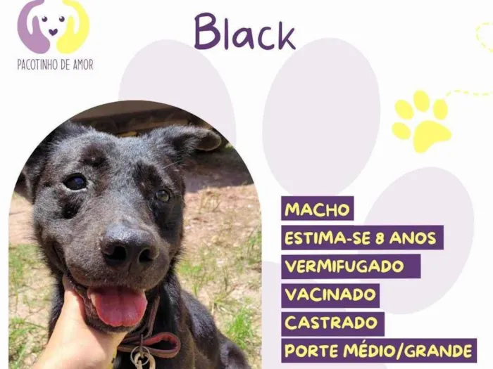 Cachorro ra a SRD-ViraLata idade 6 ou mais anos nome Black