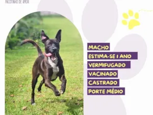 Cachorro raça SRD-ViraLata idade 1 ano nome Café
