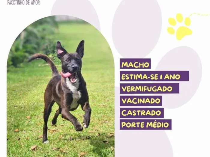 Cachorro ra a SRD-ViraLata idade 1 ano nome Café