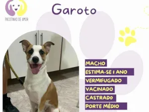 Cachorro raça SRD-ViraLata idade 1 ano nome Garoto