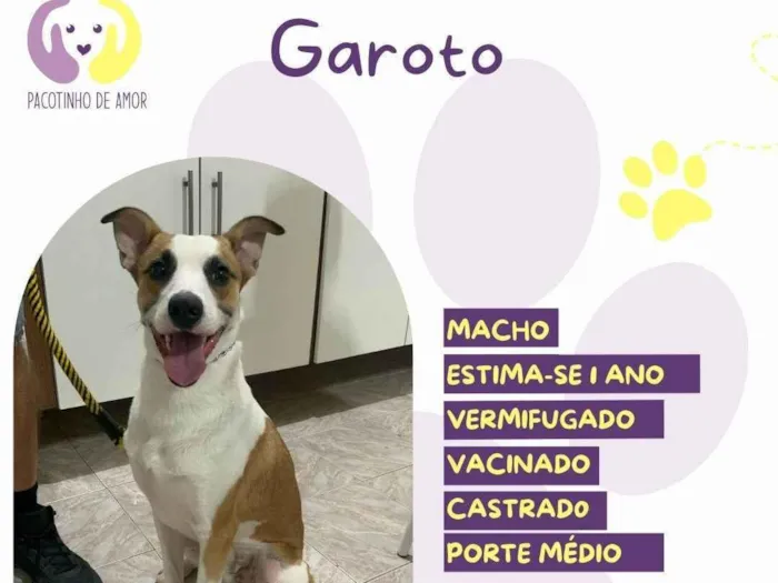 Cachorro ra a SRD-ViraLata idade 1 ano nome Garoto