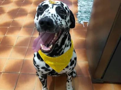 Cachorro raça Dálmata idade 5 anos nome ANDRESSA PINHEIRO