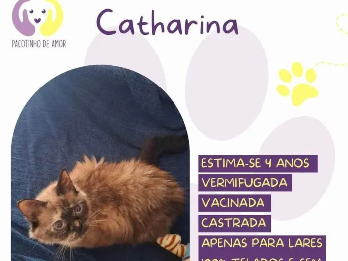 Gato ra a SRD-ViraLata idade 4 anos nome Catharina 