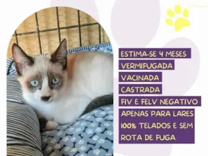 Gato raça Siamês idade 2 a 6 meses nome Sarah