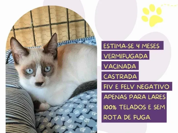 Gato ra a Siamês idade 2 a 6 meses nome Sarah
