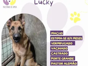 Cachorro raça Pastor Alemão idade 7 a 11 meses nome Lucky