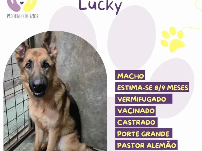 Cachorro ra a Pastor Alemão idade 7 a 11 meses nome Lucky
