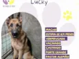 Lucky