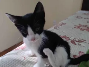Gato raça SRD-ViraLata idade 2 a 6 meses nome Satine