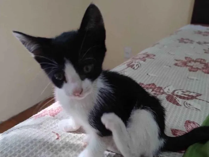 Gato ra a SRD-ViraLata idade 2 a 6 meses nome Satine