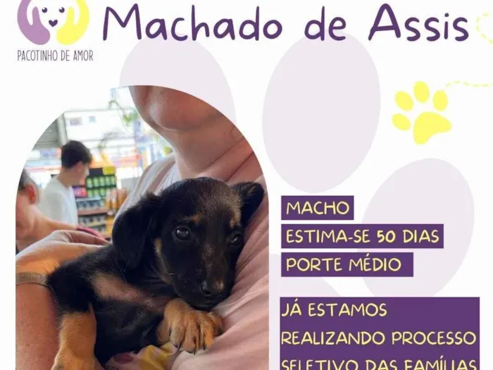 Cachorro ra a SRD-ViraLata idade Abaixo de 2 meses nome Machado de Assis 