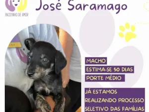 Cachorro raça SRD-ViraLata idade Abaixo de 2 meses nome José Saramago