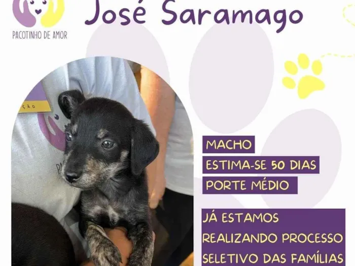 Cachorro ra a SRD-ViraLata idade Abaixo de 2 meses nome José Saramago