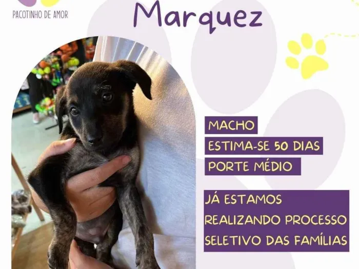 Cachorro ra a SRD-ViraLata idade Abaixo de 2 meses nome Gabriel