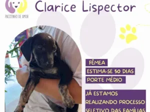 Cachorro raça SRD-ViraLata idade Abaixo de 2 meses nome Clarice Lispector 
