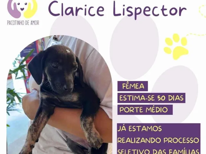 Cachorro ra a SRD-ViraLata idade Abaixo de 2 meses nome Clarice Lispector 
