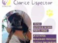 Clarice Lispector