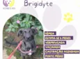 Brigidyte