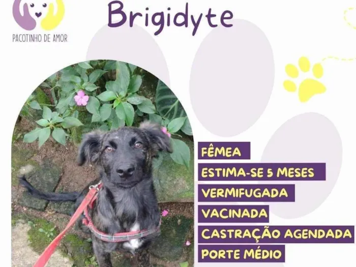 Cachorro ra a SRD-ViraLata idade 2 a 6 meses nome Brigidyte