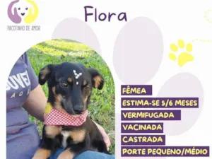 Cachorro raça SRD-ViraLata idade 2 a 6 meses nome Flora