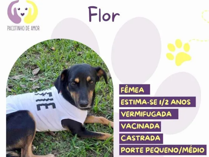 Cachorro ra a SRD-ViraLata idade 1 ano nome Flor
