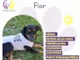 Flor