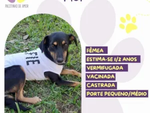 Cachorro raça SRD-ViraLata idade 1 ano nome Flor