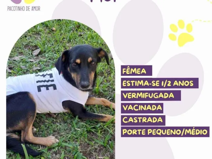 Cachorro ra a SRD-ViraLata idade 1 ano nome Flor