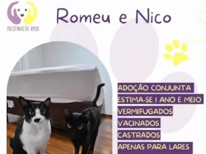 Gato raça SRD-ViraLata idade 1 ano nome Romeu e Nico