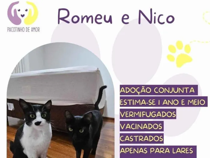 Gato ra a SRD-ViraLata idade 1 ano nome Romeu e Nico