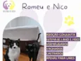Romeu e Nico