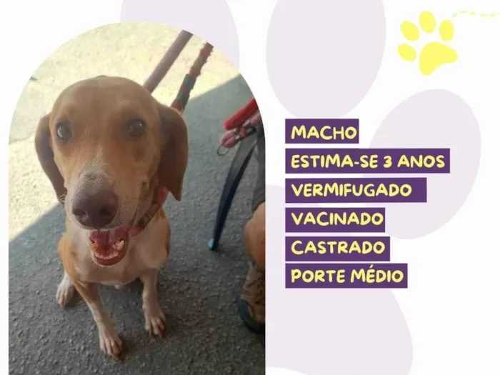 Cachorro ra a SRD-ViraLata idade 3 anos nome Joe