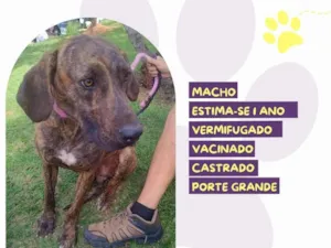 Cachorro raça SRD-ViraLata idade 1 ano nome Tigrão 