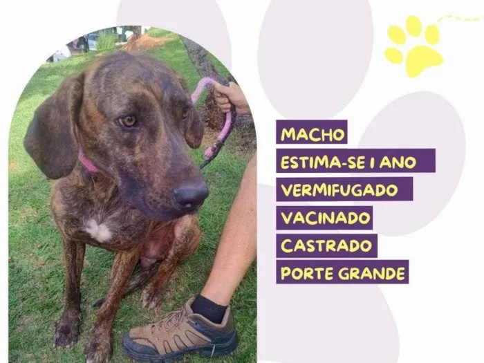 Cachorro ra a SRD-ViraLata idade 1 ano nome Tigrão 