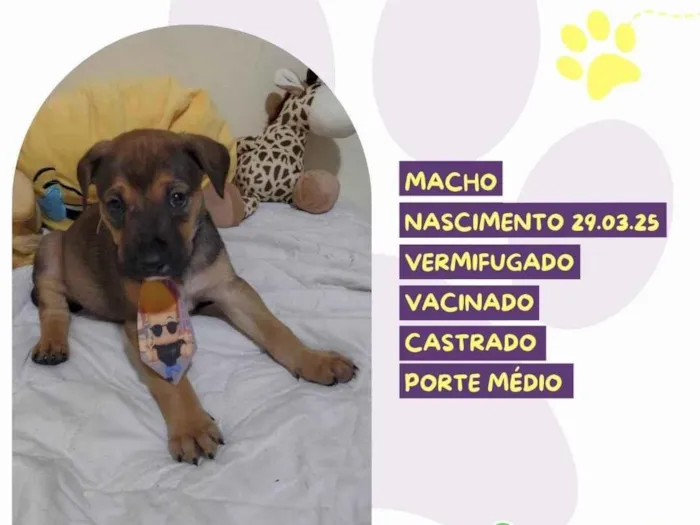 Cachorro ra a SRD-ViraLata idade Abaixo de 2 meses nome Pope