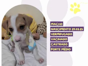 Cachorro raça SRD-ViraLata idade Abaixo de 2 meses nome Jhon B