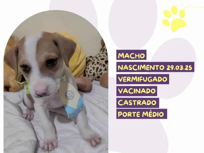 Cachorro ra a SRD-ViraLata idade Abaixo de 2 meses nome Jhon B