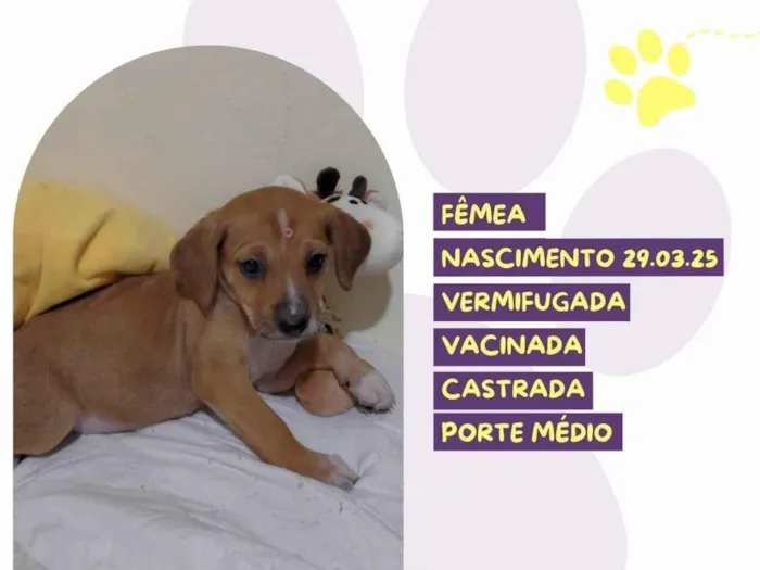 Cachorro ra a SRD-ViraLata idade Abaixo de 2 meses nome Wheezie