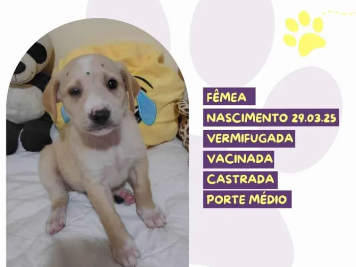 Cachorro ra a SRD-ViraLata idade Abaixo de 2 meses nome Hollis