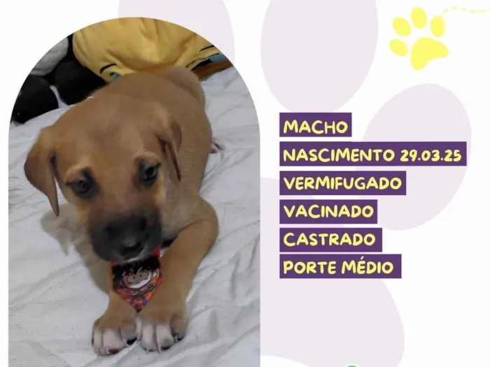 Cachorro ra a SRD-ViraLata idade Abaixo de 2 meses nome J J