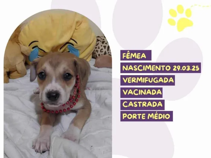 Cachorro ra a SRD-ViraLata idade Abaixo de 2 meses nome Kiara